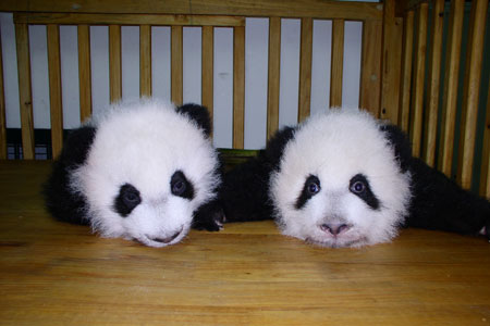 投身社會(huì )公益活動(dòng)，東芝連續四次獲得光明公益獎