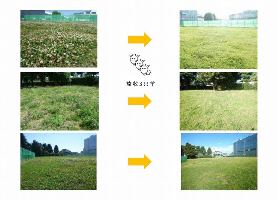 山羊和綿羊的除草效果優(yōu)異