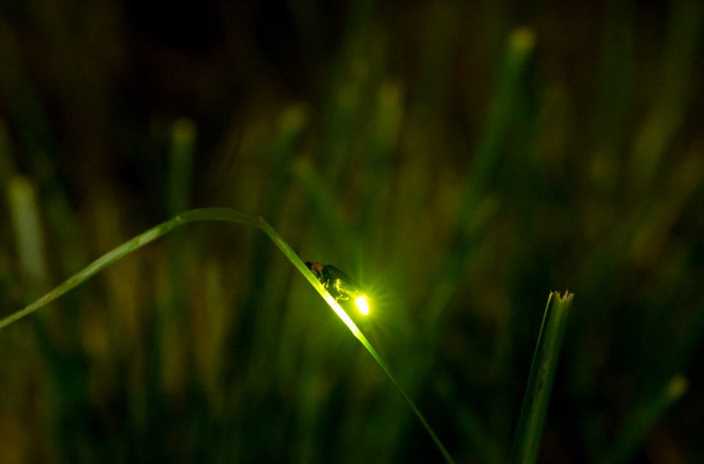 5年間默默無(wú)聞的環(huán)?；顒?dòng)，讓螢火蟲(chóng)回歸河流